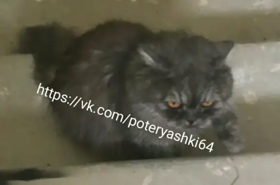 Найдена кошка в Саратове, ищем новую семью