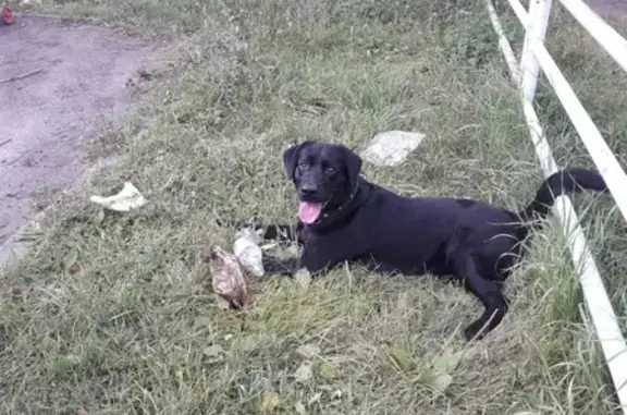 Пропала собака возле магазина на России, Челябинск