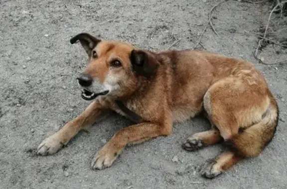 Найдена собака в ГАГУ