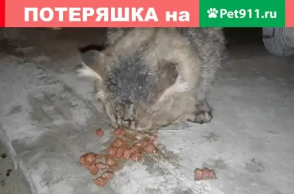 Найдена кошка на ул. Бориса Пупко, Новороссийск [16 мкр]