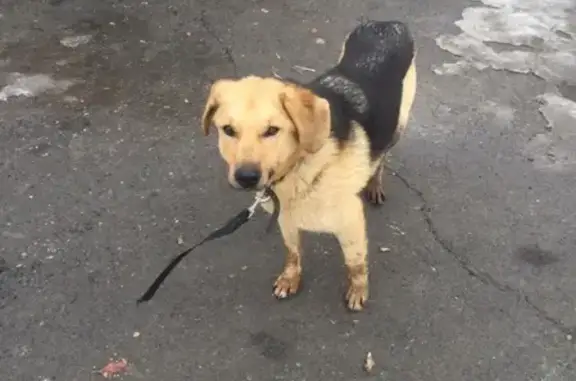 Потерянная собака в районе Фаворита, нужен хозяин