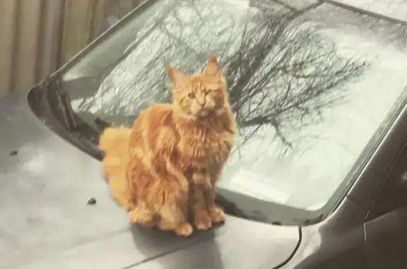 Пропала кошка на ул. Базовская в Краснодаре, вознаграждение гарантировано!