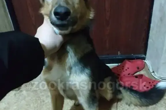 Найдена собака в Красногорске
