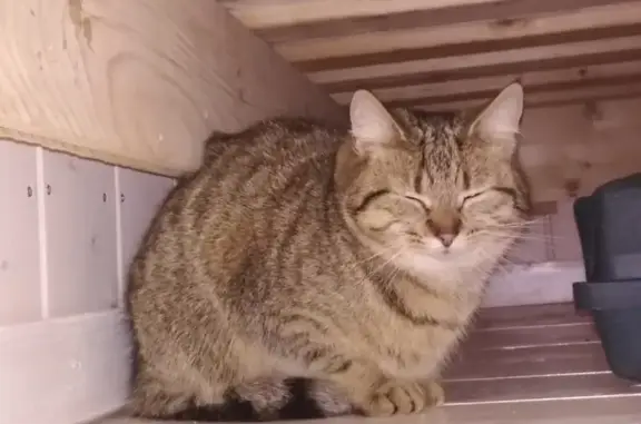 Найдена кошка в Москве, поселение Воскресенское, Ямонтово.