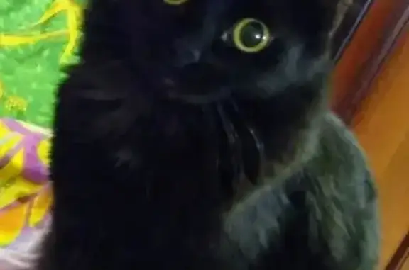 Кошки потеряшки, Кандалакша, фото: Потеряшка кошка Мася в Кандалакше, помогите найти!