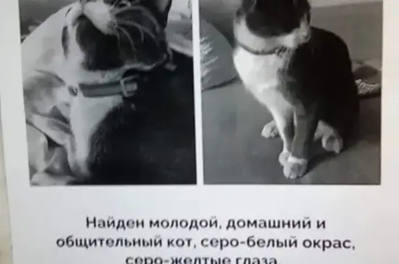 Найден домашний кот в Москве, метро Площадь Ильича