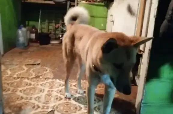 Найдена рыжая собака в Малой Кушве, ищем хозяев