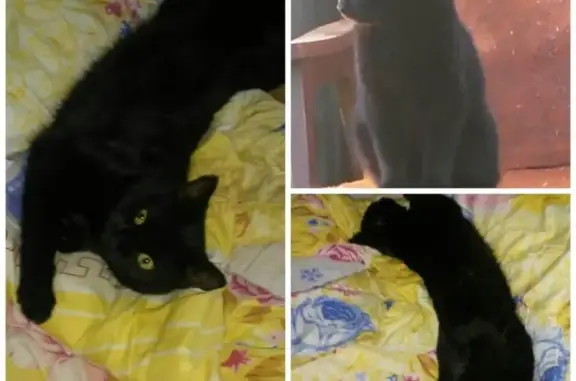 Пропал кот Тошка в Калуге: помогите найти!