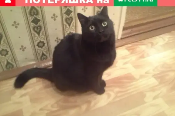 Найден кот в Зеленце, Республика Коми