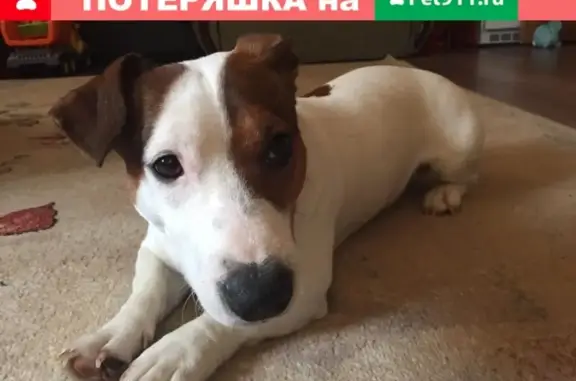 Пропала собака Джексон в поселении Новофёдоровское, Москва.
