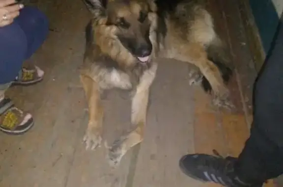 Найдена собака в Кемерово, звоните