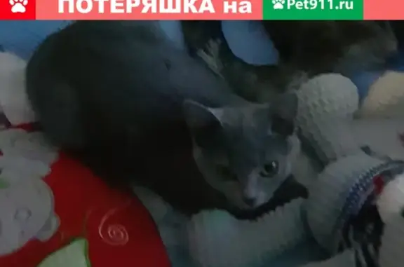 Пропала кошка в Севастополе: ул. Б. Михайлова, 3А.