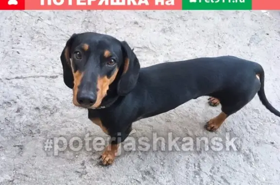 Пропала собака в Ленинском районе, Новосибирск