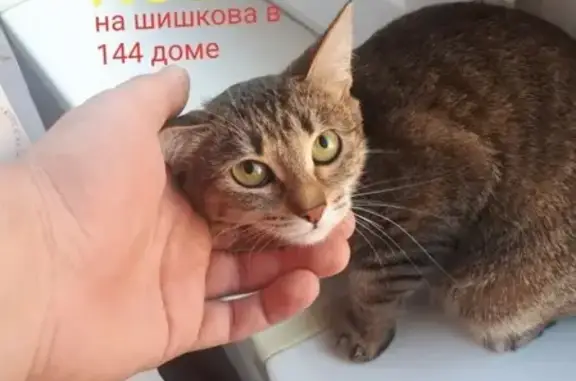 Найдена домашняя кошка на Шишкова 144Б