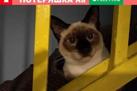 Пропала кошка Хоши, Московская область, деревня Белеутово