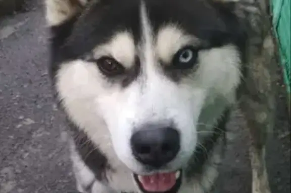 Пропала собака на ул. Калинина, Батайск - помогите найти!