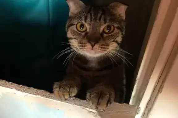 Найдена кошка с темными полосками в Хорошёвском районе