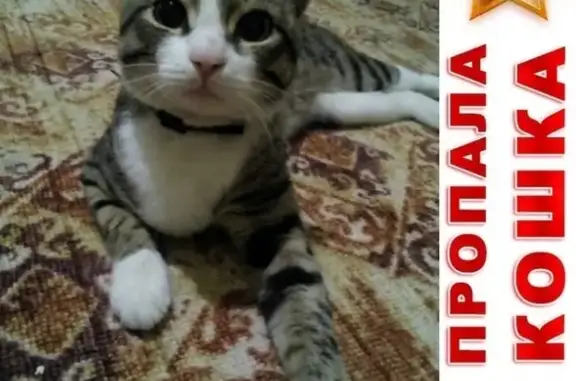 Кошки потеряшки, Курган, фото: Потеряшка кошка Тимоша в Кургане