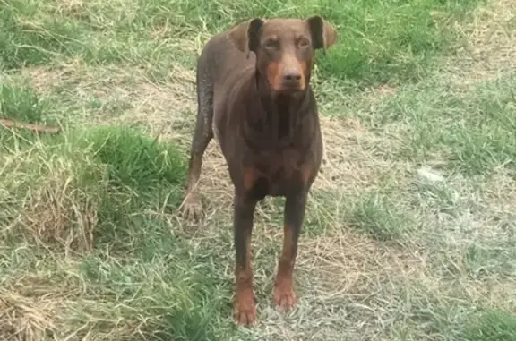 Найдена породистая собака в Новороссийске [id72223423]