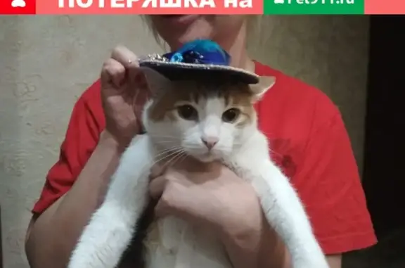 Пропал кот Мурзик на Ворошилова, вознаграждение