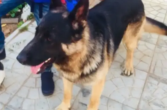 Пропала собака Бой на Новаторе или Валге, Великий Устюг, Вологодская область