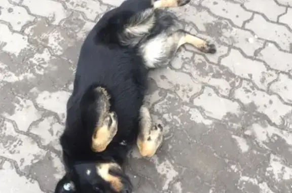 Собака найдена возле техникума в Воронеже