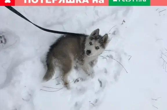 Пропала собака породы Хаски в Новошахтинске, вознаграждение.
