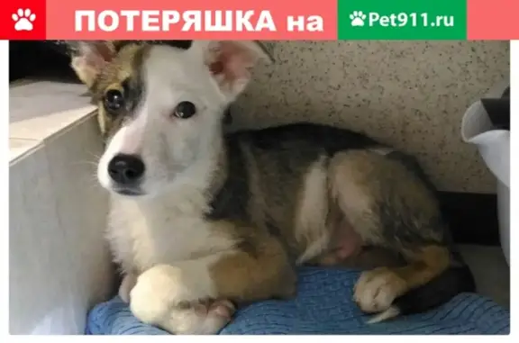 Найден щенок в Ленинском районе, ищет дом в Саратове