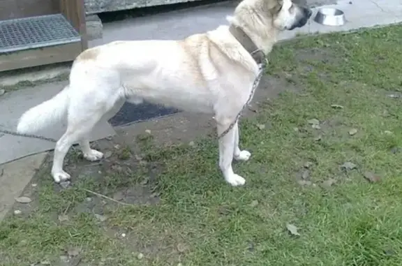 Пропала собака Марсель в Краснозаводске