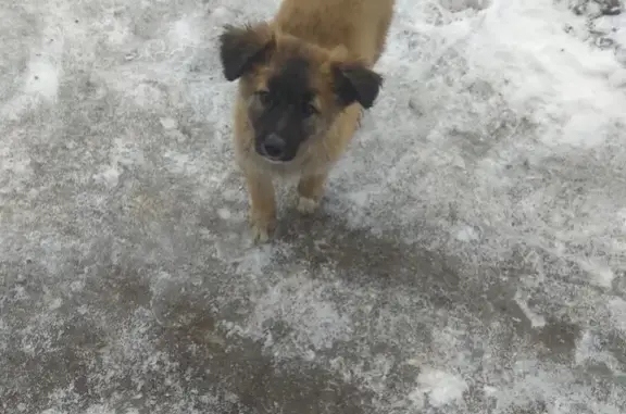 Пропала собака Мотя в Лакинске, ул. Мира, возле заправки ГазПром