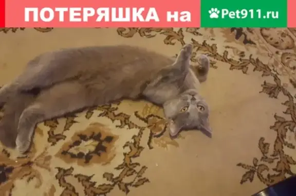 Пропала кошка в р-не Буркова, Мурманск