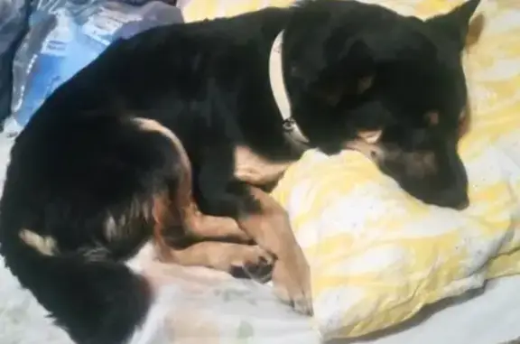 Пропала собака Дени в Центральном районе Омска
