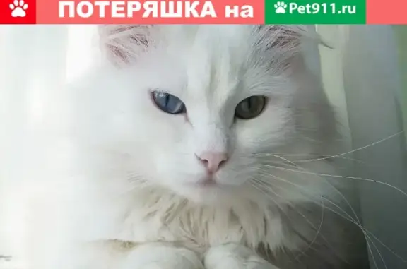 Найден кот ангорской породы в Калужской области!