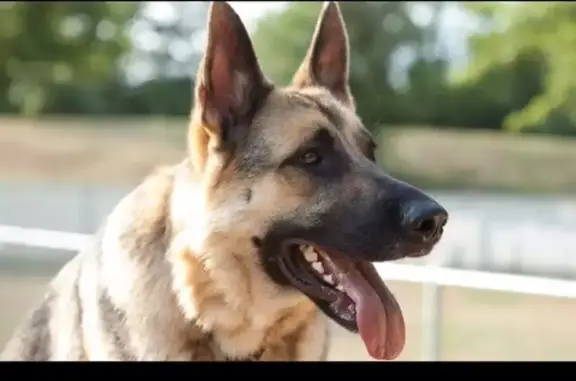 Собаки потеряшки, Северо-Восточные Сады, фото: Потеряшка собака в хуторе Северо-Восточные Сады, Майкопский район, Республика Адыгея