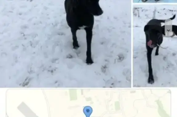 Пропала собака Рада в посёлке Внуково, помогите найти!