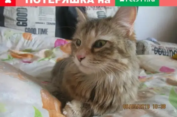 Найдена кошка в Волгограде, ищем хозяев