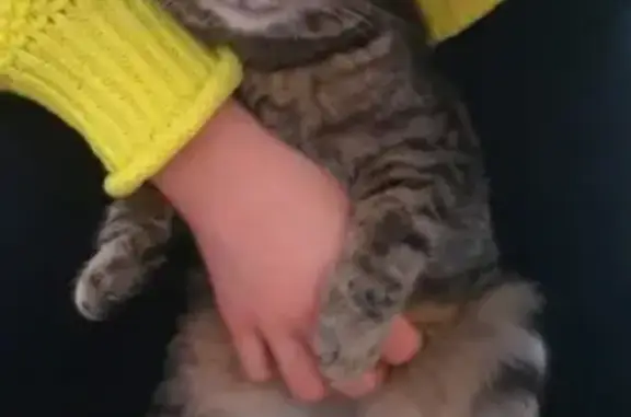 Пропала кошка Тиша в Малмыже, Кировская область