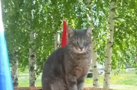 Пропал кот с зелеными глазами в Мичуринске, Тамбовская область