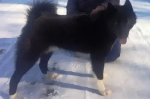 Пропала собака в Ижевске, Ленинский район, вознаграждение!
