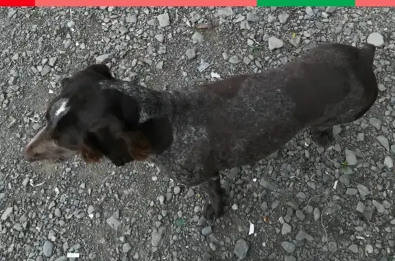 Пропала собака Кеша на острове Русский, Владивосток, без ошейника!