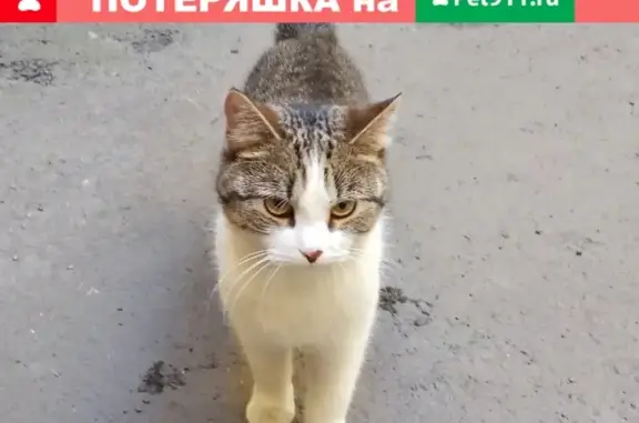 Найдена кошка в СПб, метро Адмиралтейская #сторонний_пост