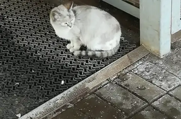 Найдена кошка в Бескудниково, Москва