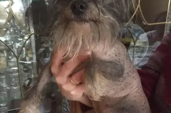 Собака найдена в селе Дарна (Московская область)