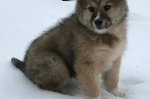 Найден щенок на Лукинской ул. в Ново-Переделкино