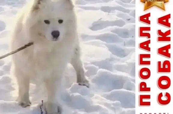 Пропала собака Масик в Иркутске - нужны репосты!