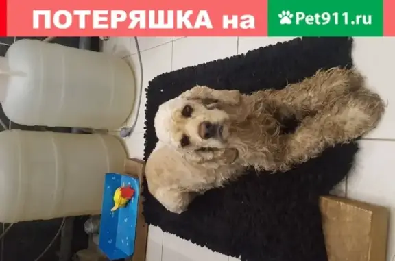 Найдена собака на ул. 17-Го Сентября, Брянск