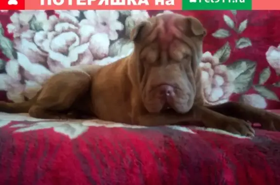 Пропала собака в Омском районе, село Пушкино.
