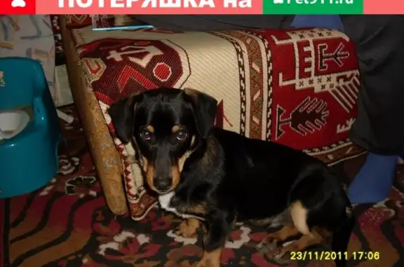 Пропала собака в районе ресторана Колос, Пятигорск