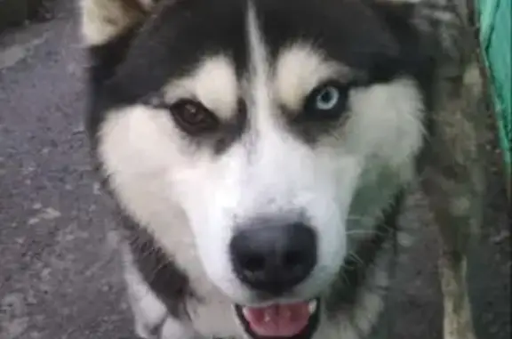 Пропала собака в Батайске: сибирский хаски на улице Первомайское Кольцо, 102