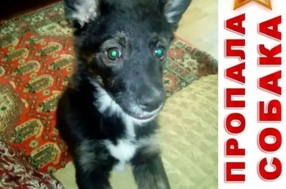 Пропала собака Джина в Балках, Курган